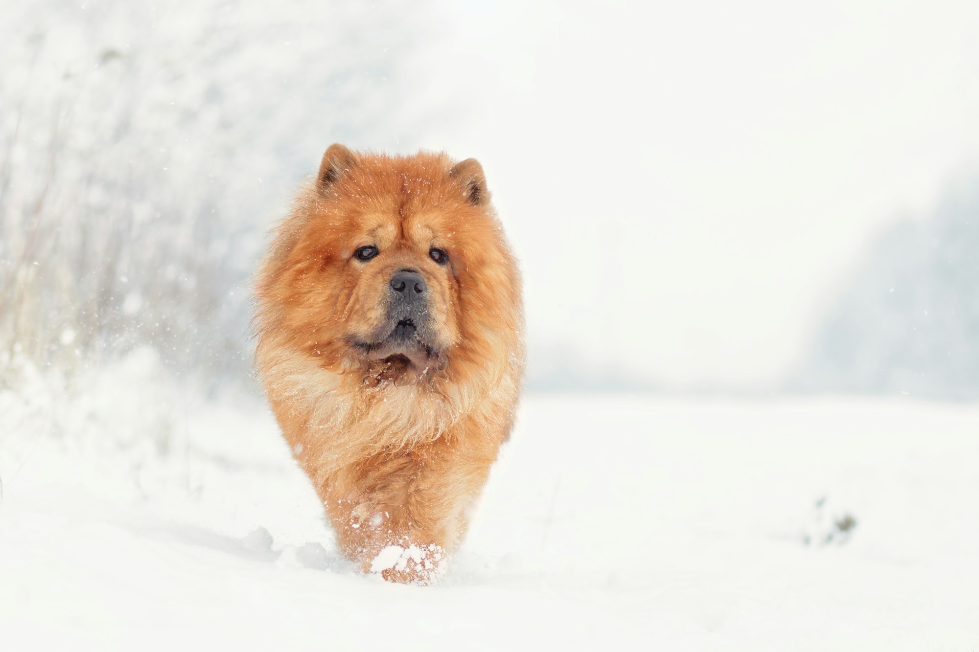  chow chow dog