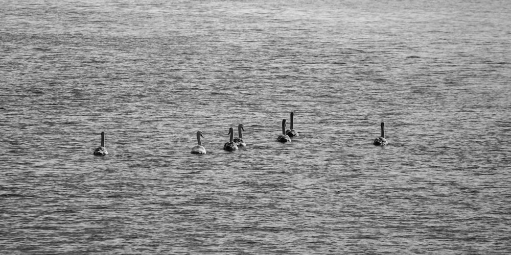 a flock of birds floating on top of a body of water