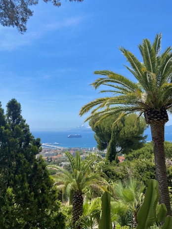 A friendly landscaper from Island Green trimming palm trees with the ocean visible in the background.