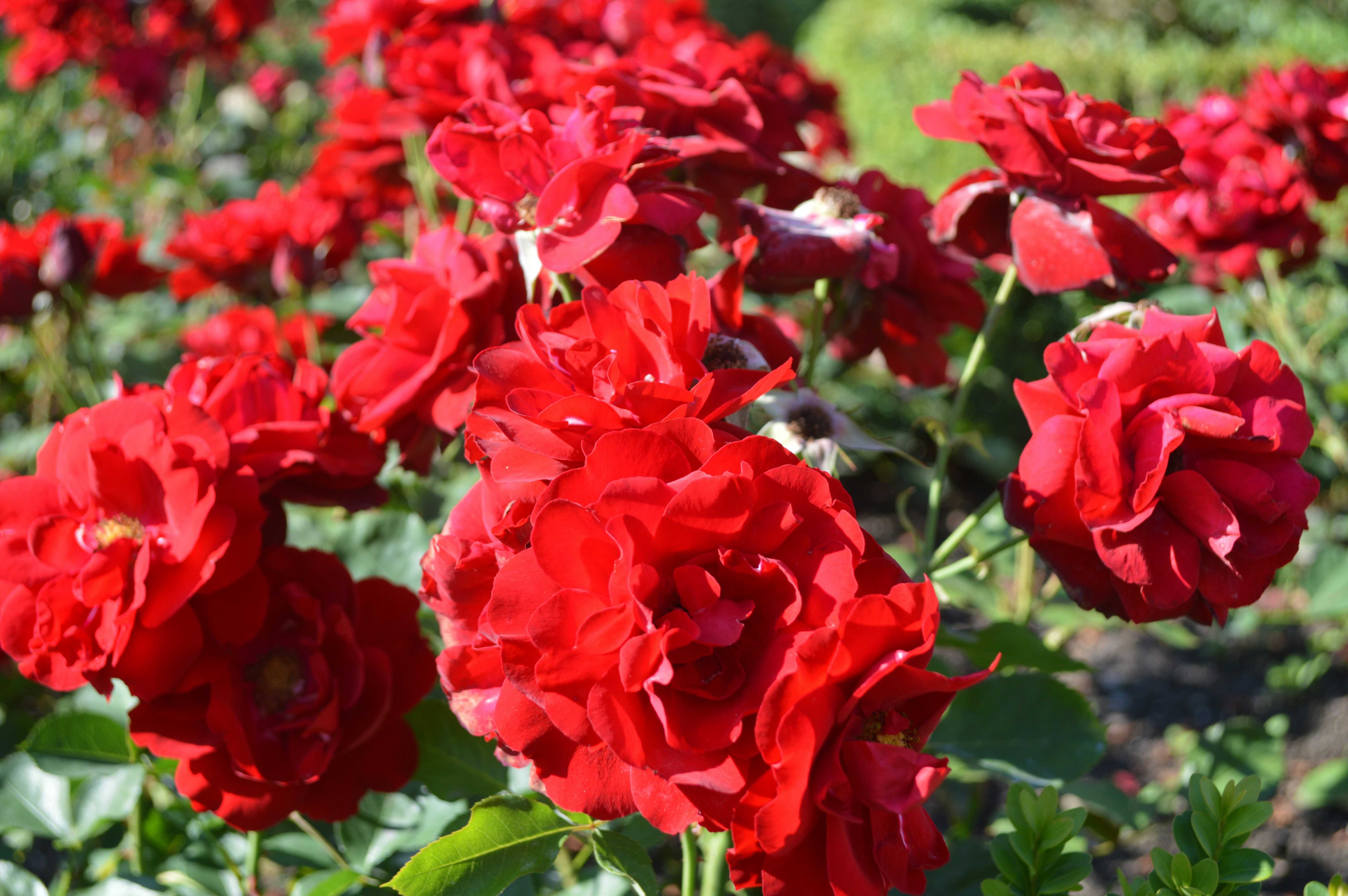 Photo by photographer_op