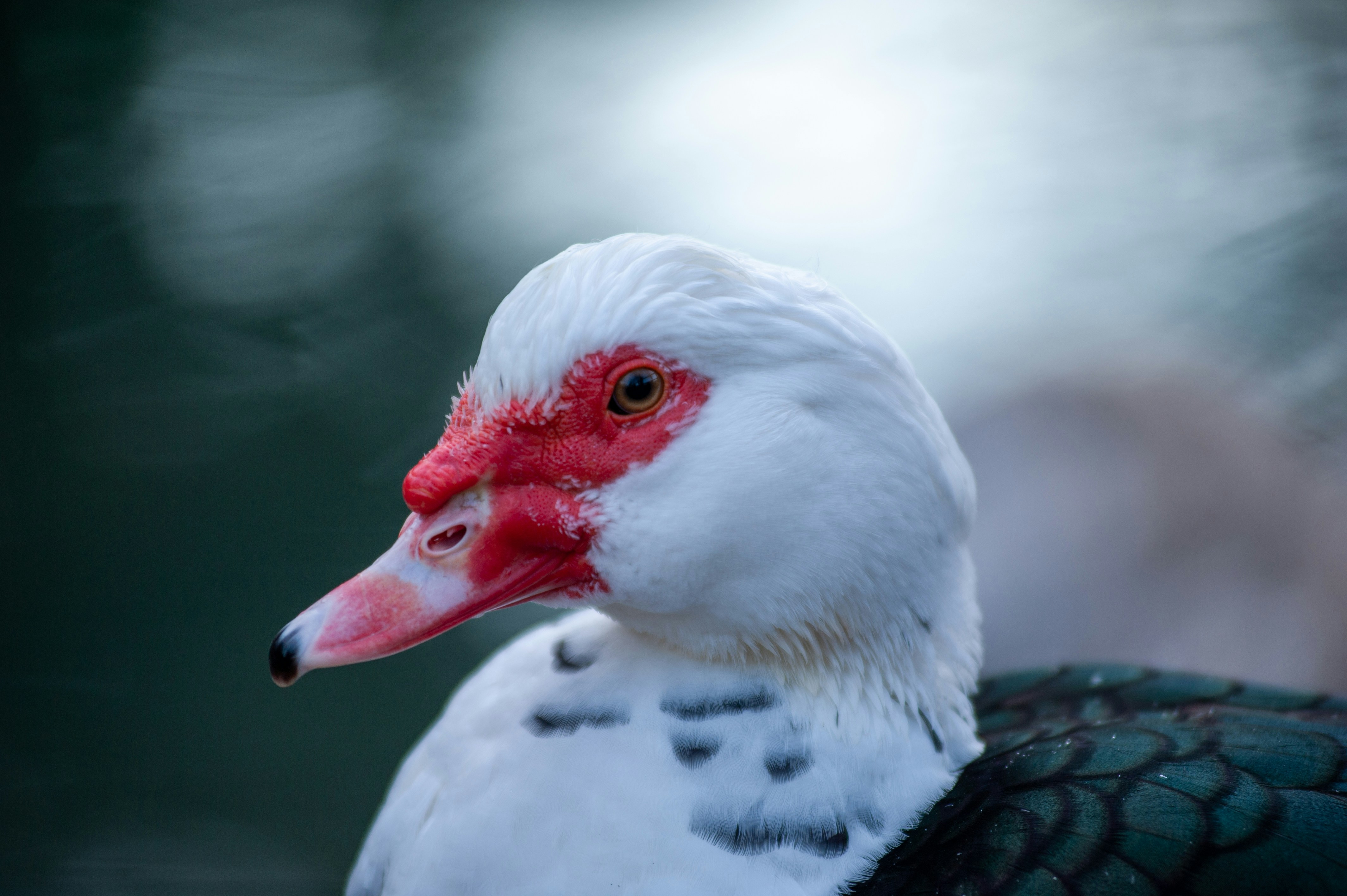 Photo by 12100_photography