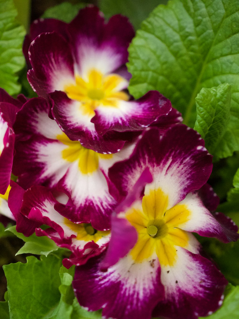 purple and white flowers with green leaves in the background