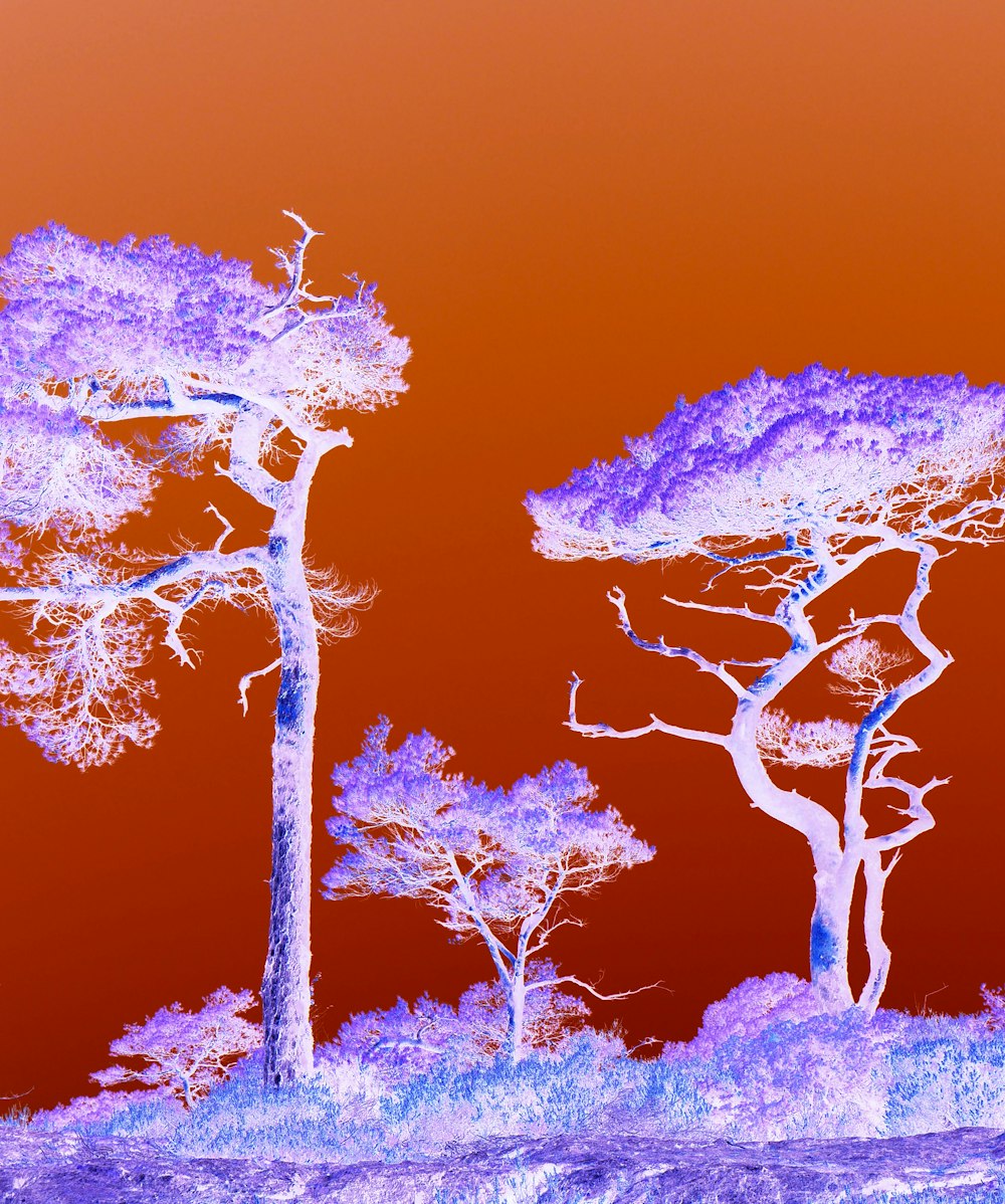 a group of trees in a field with a red sky in the background