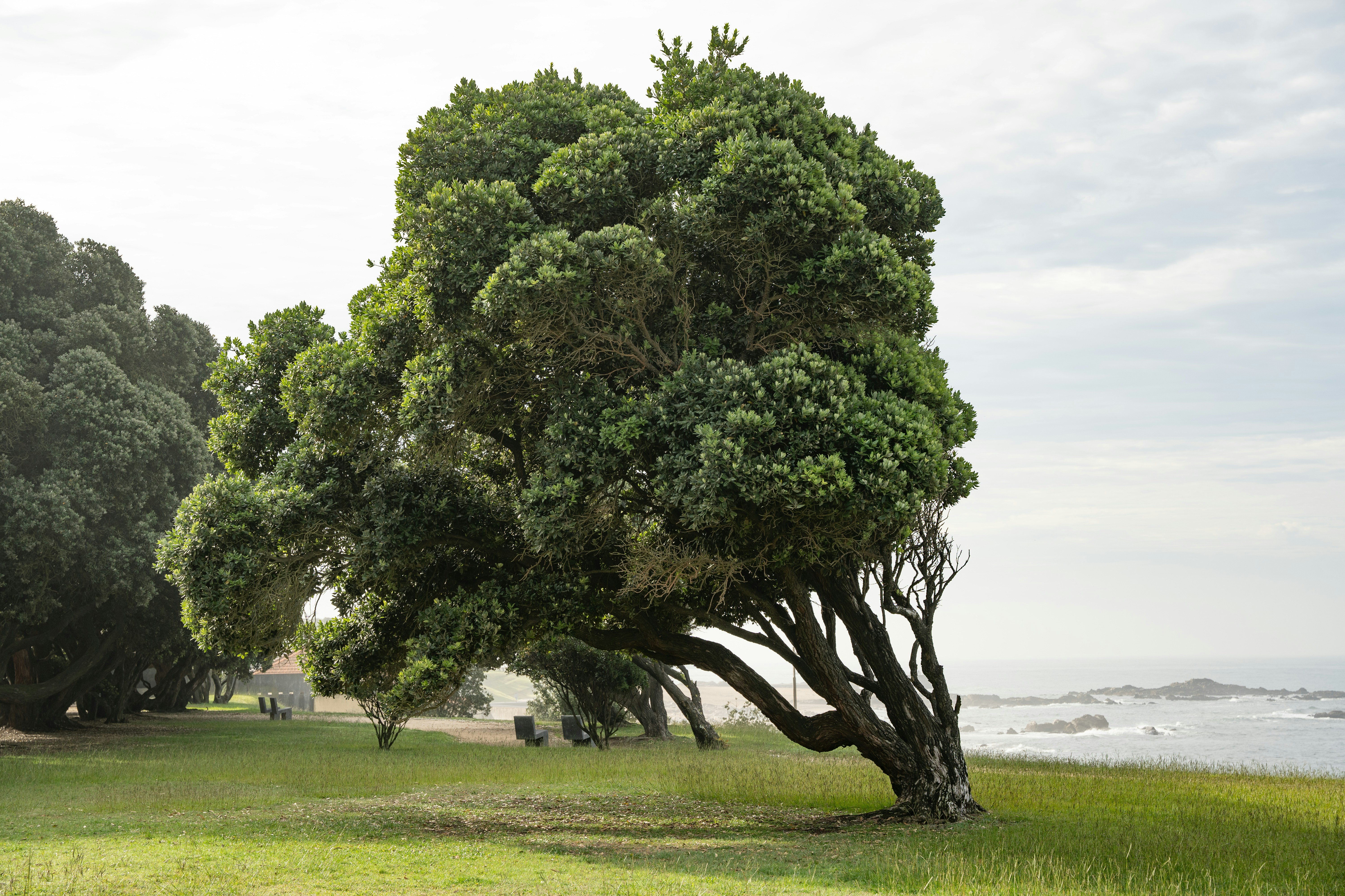Holly Tree Park