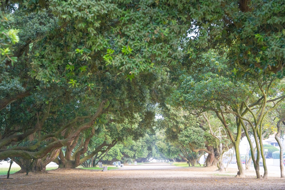 a park filled with lots of green trees