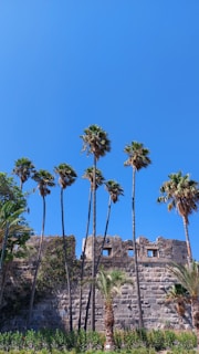 Tall palm trees stand against the backdrop of an ancient stone wall under a clear blue sky. The wall has small rectangular windows and appears to be a remnant of an old structure. Dense green foliage can be seen at the base of the wall.
