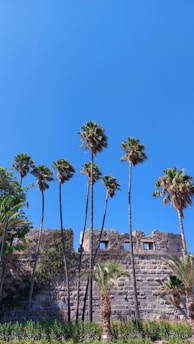 Tall palm trees stand against the backdrop of an ancient stone wall under a clear blue sky. The wall has small rectangular windows and appears to be a remnant of an old structure. Dense green foliage can be seen at the base of the wall.
