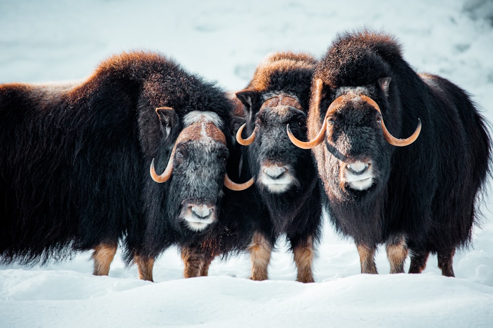 a group of yaks standing in the snow