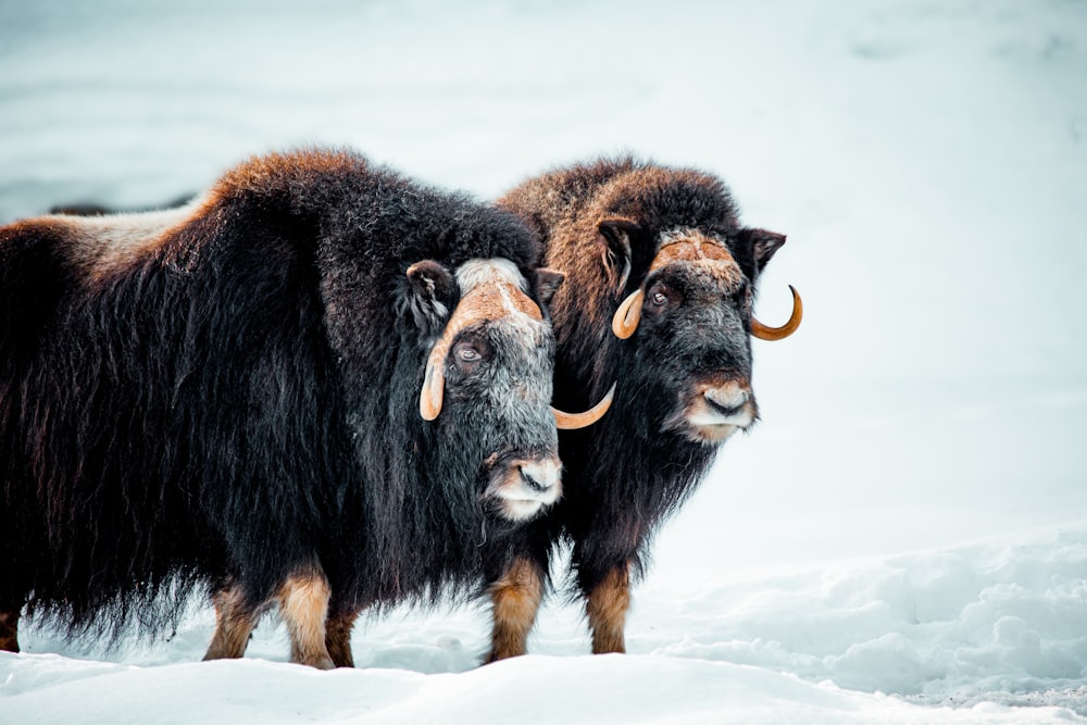 two musks standing in the snow looking at the camera