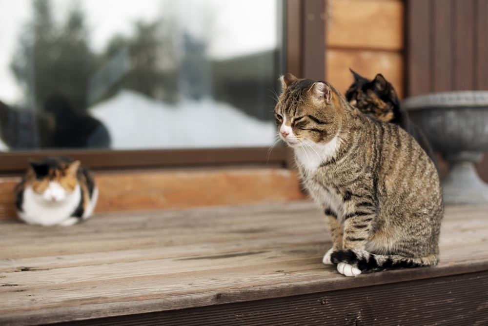 a couple of cats sitting on top of a wooden table