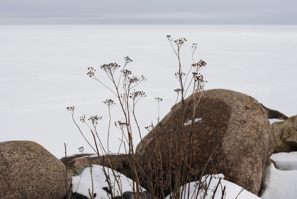 una roca y algunas plantas en la nieve