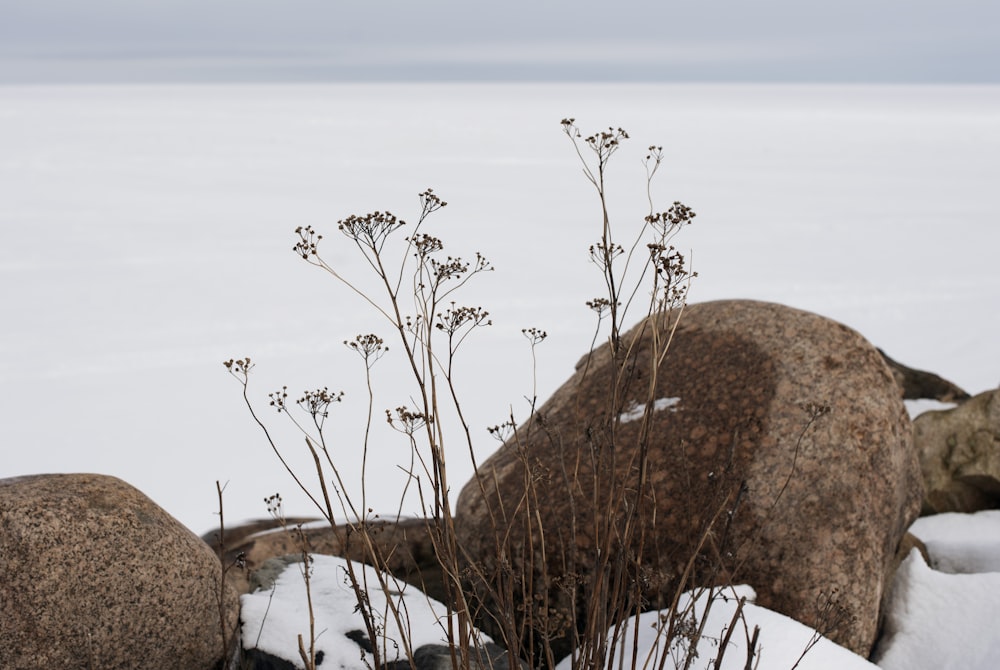 a rock and some plants in the snow