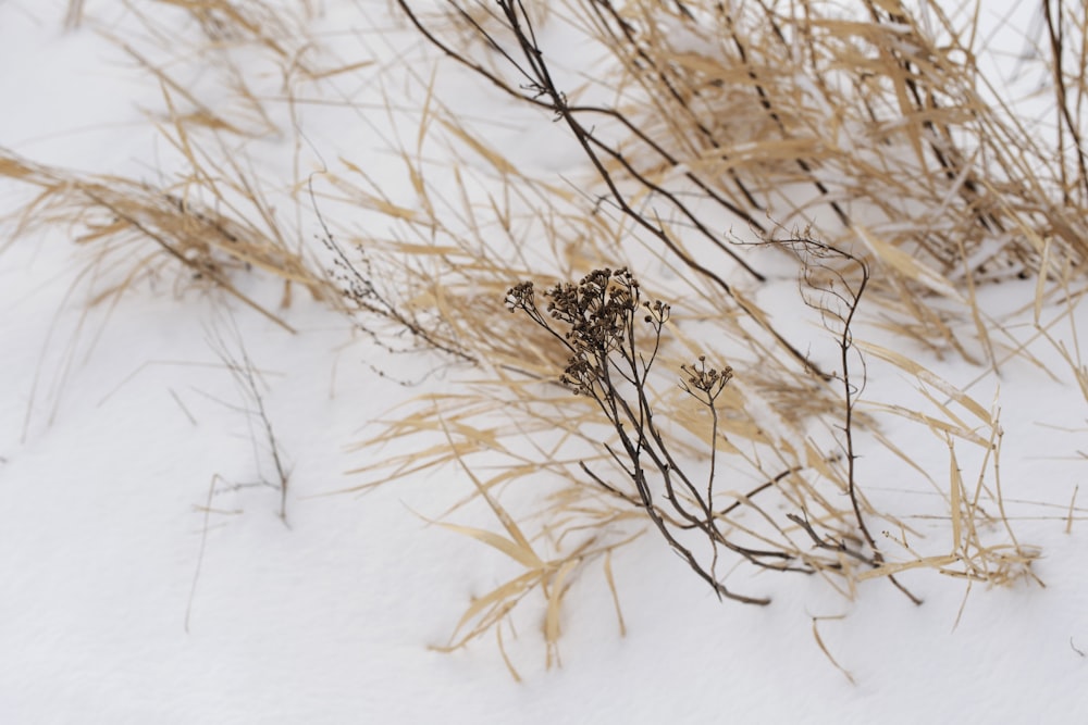 a close up of some dry grass in the snow