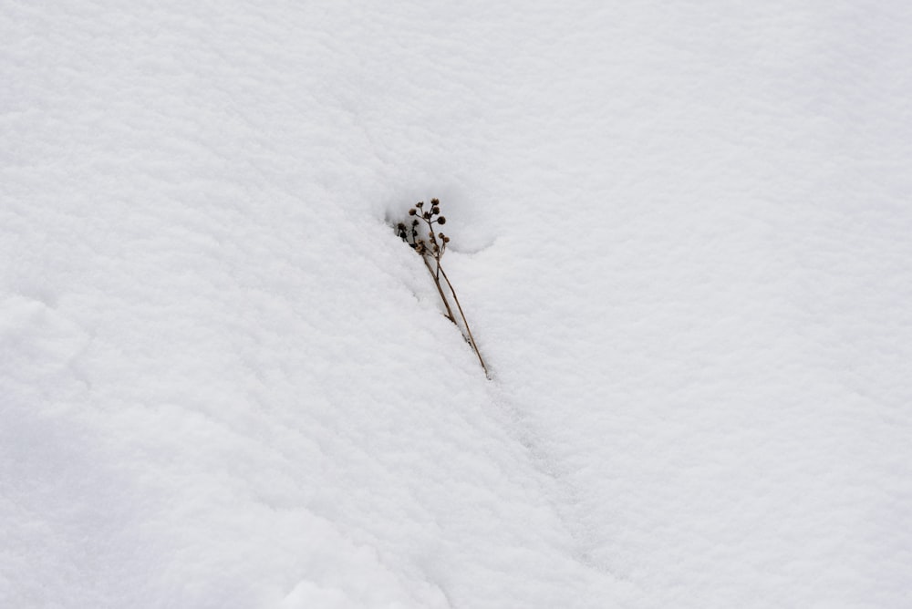a single flower sticking out of the snow
