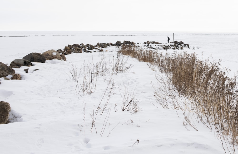 a snow covered field with rocks and grass