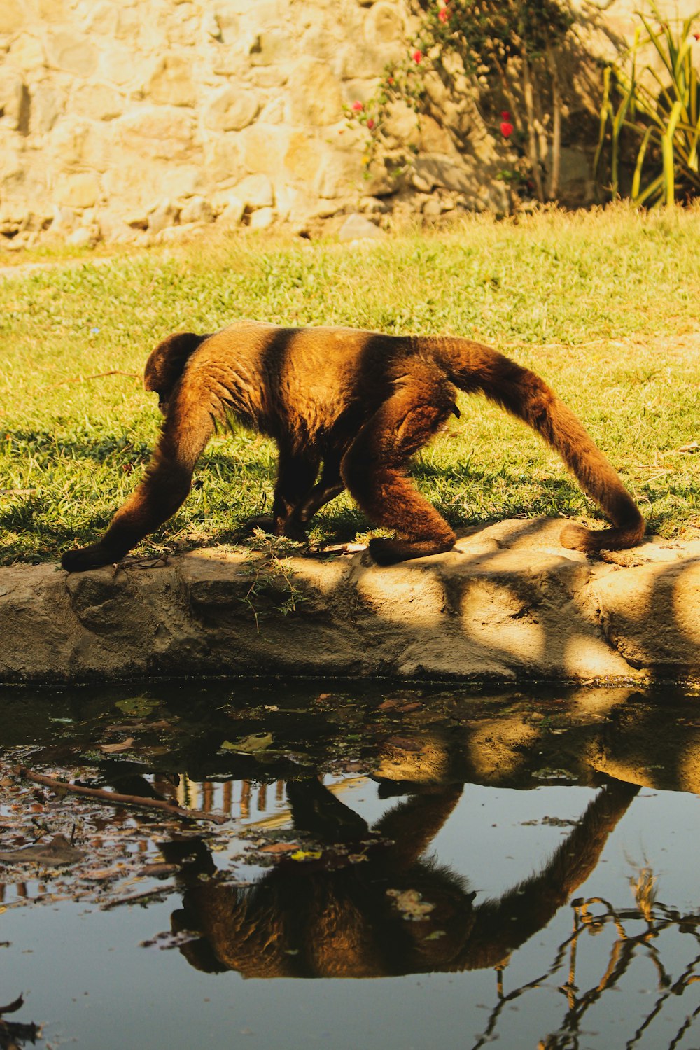 a brown bear walking across a grass covered field