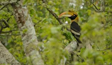 A majestic hornbill perched on a tree branch amid the vibrant forest canopy.