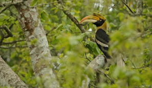 A majestic hornbill perched on a tree branch amid the vibrant forest canopy.