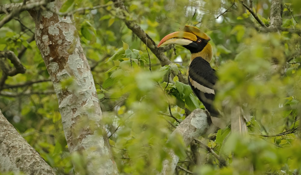 a yellow and black bird sitting on top of a tree branch