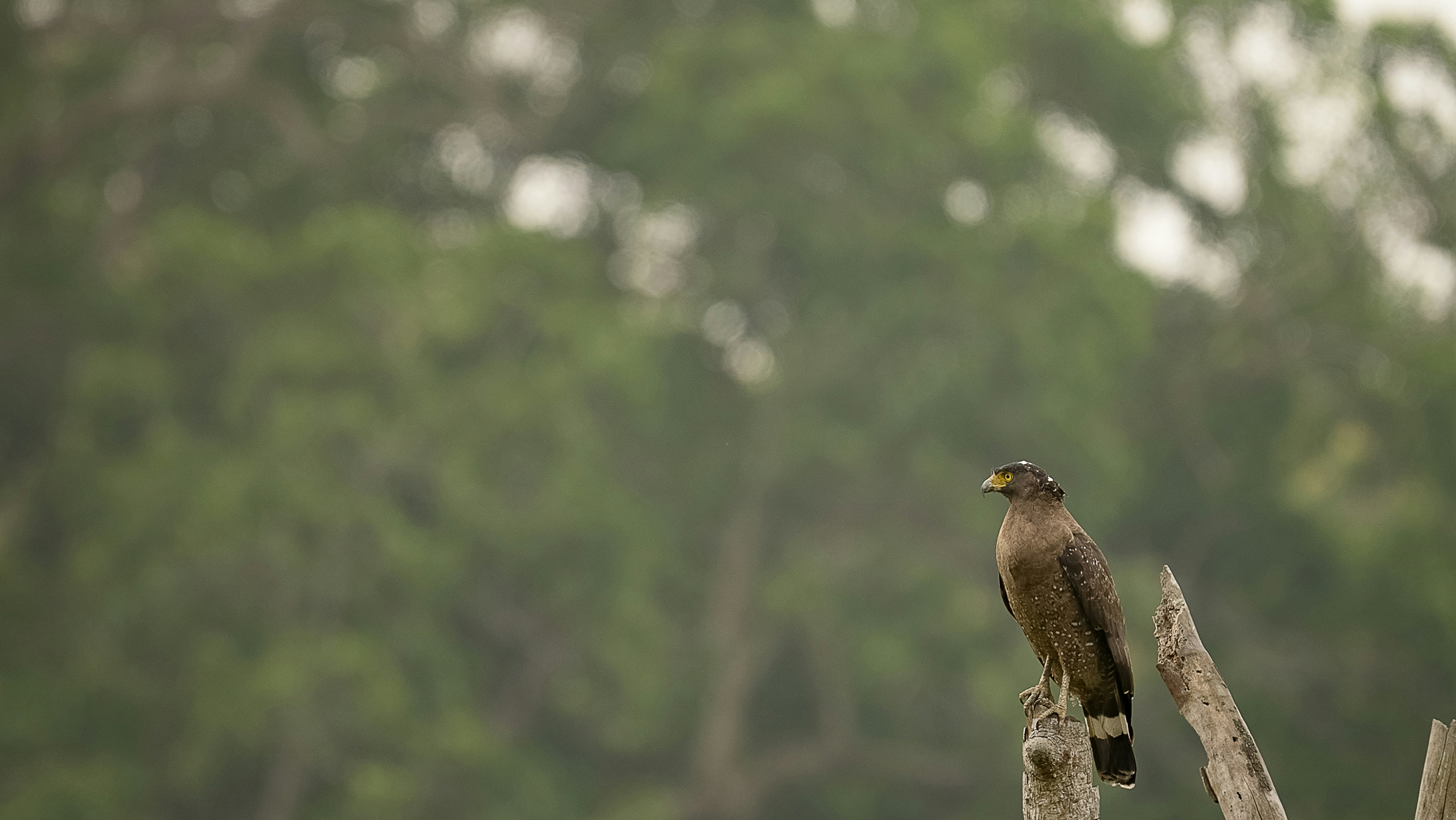 Photo by rohit_varma