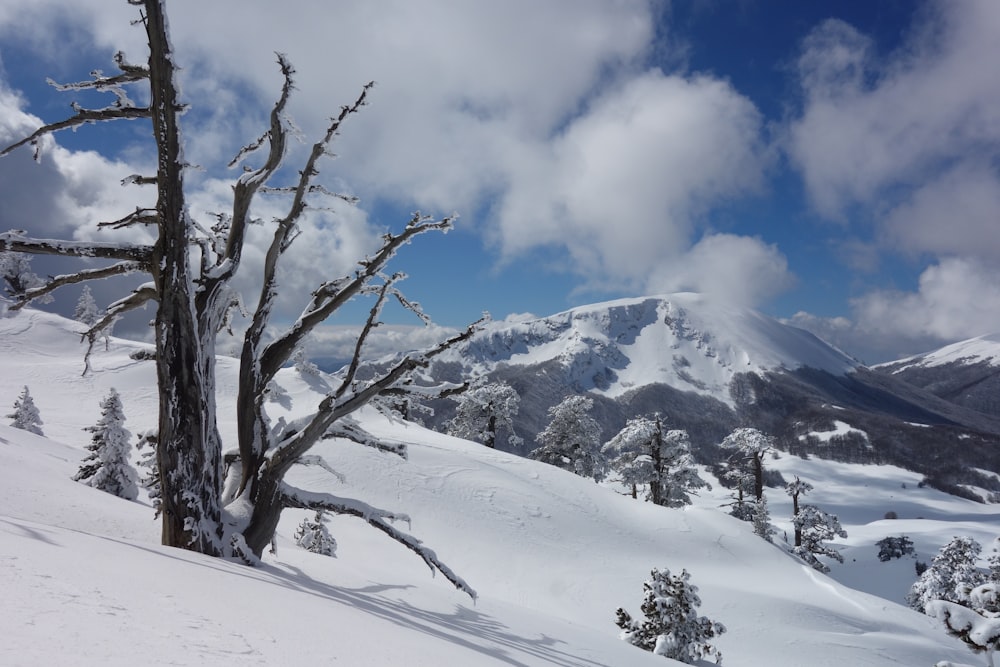 a tree that is standing in the snow