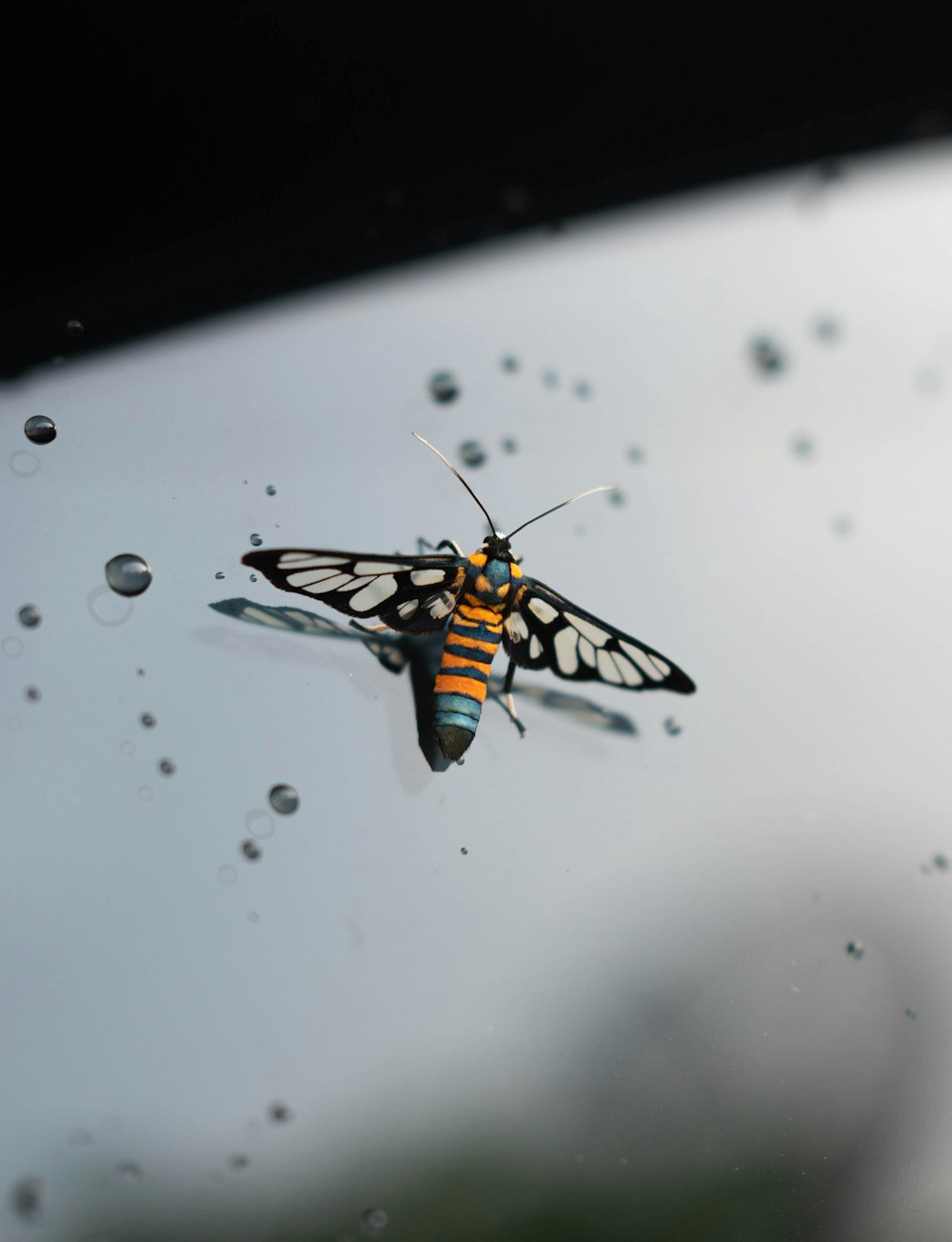 Un primo piano di una farfalla su una finestra