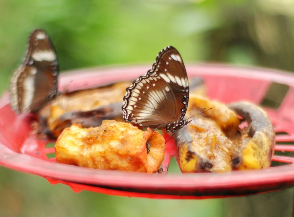 a close up of a plate of food with butterflies on it