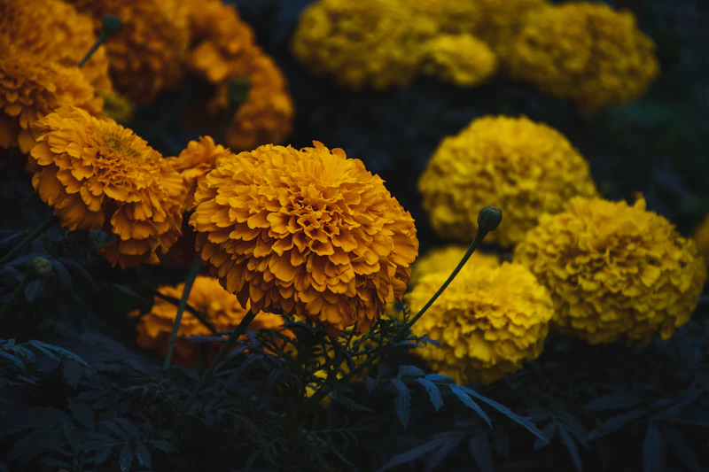 Flowers & Leaves