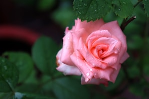 Delicate rose petals floating in a bowl of pure rose water, capturing hydration and freshness.