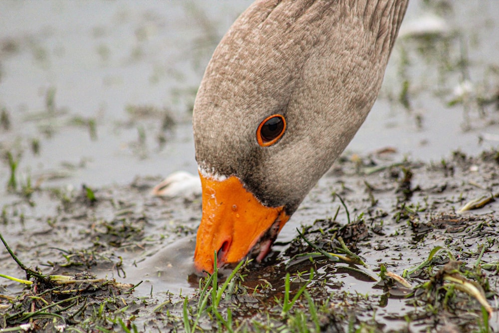 a duck with an orange beak is in the water