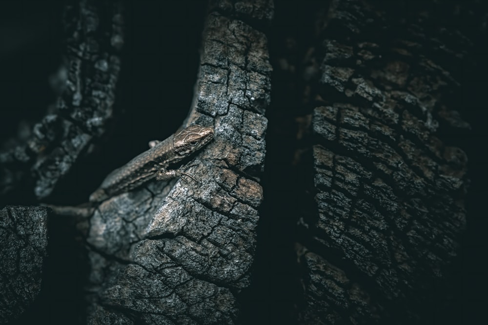 a close up of a lizard on a tree trunk