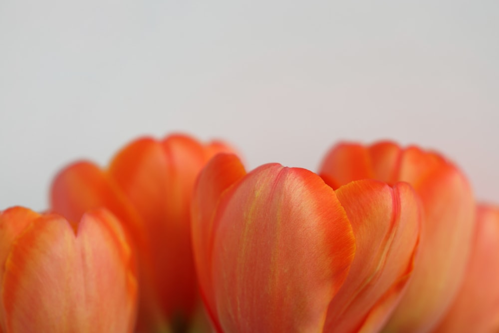 a close up of a bunch of orange tulips
