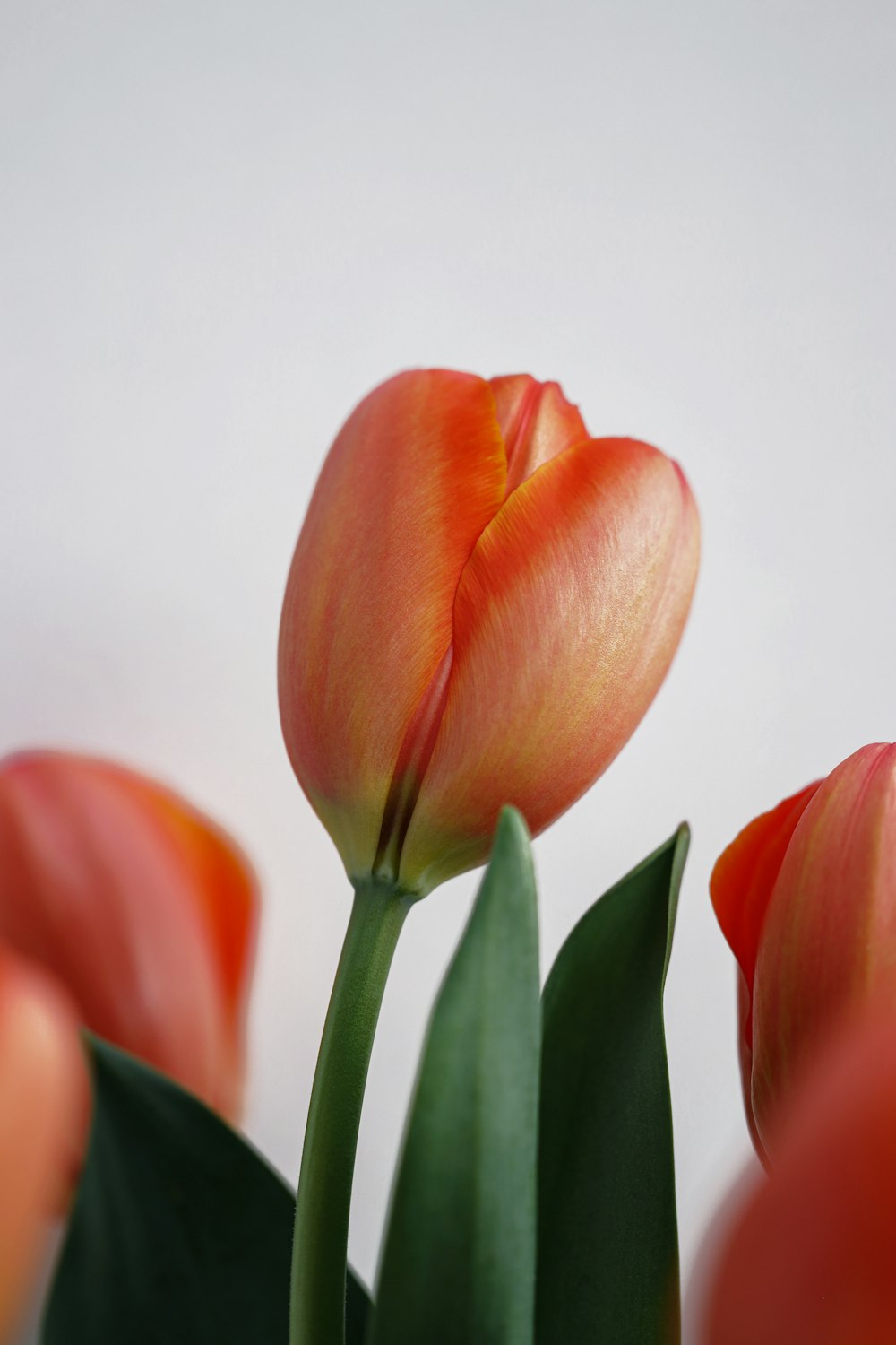 a group of orange tulips with green leaves