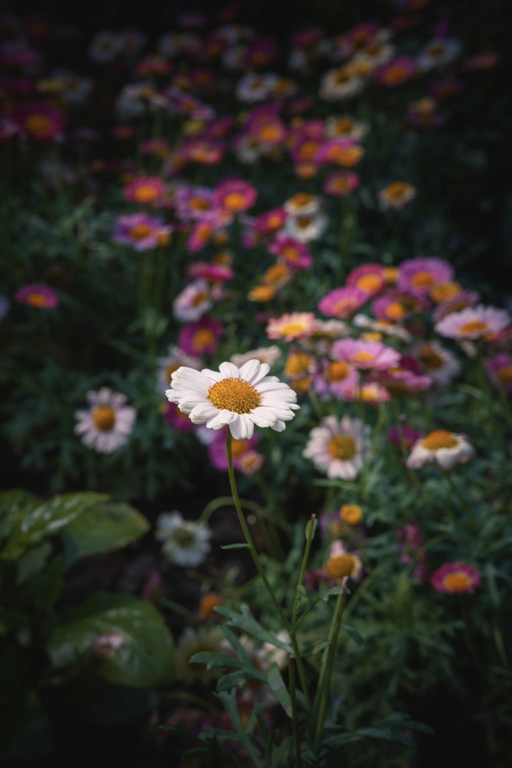 a bunch of flowers that are in the grass