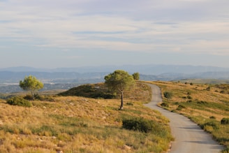 a winding road in the middle of a field