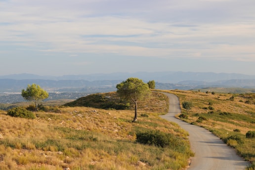 a winding road in the middle of a field
