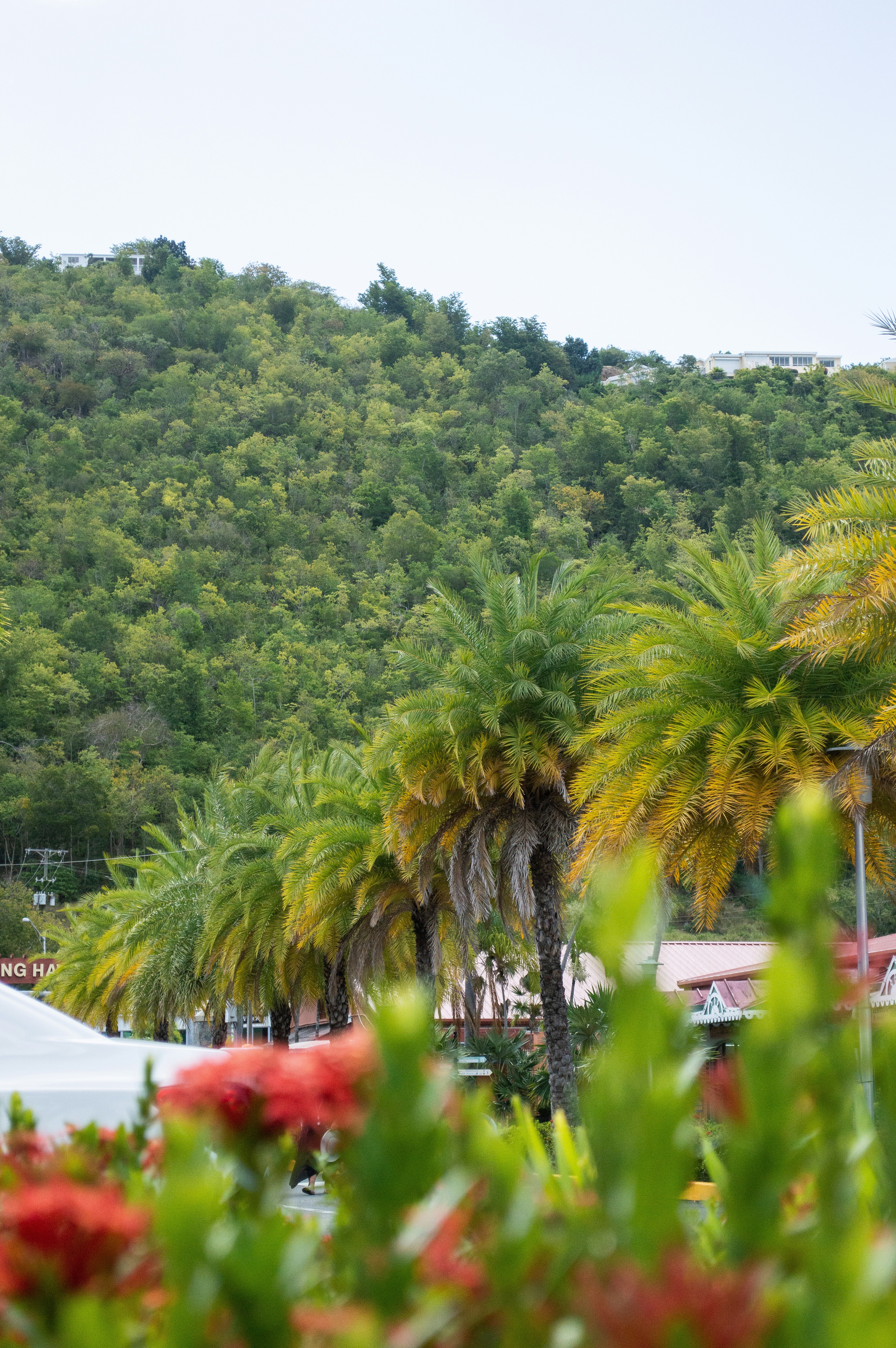 a group of palm trees sitting next to a lush green hillside