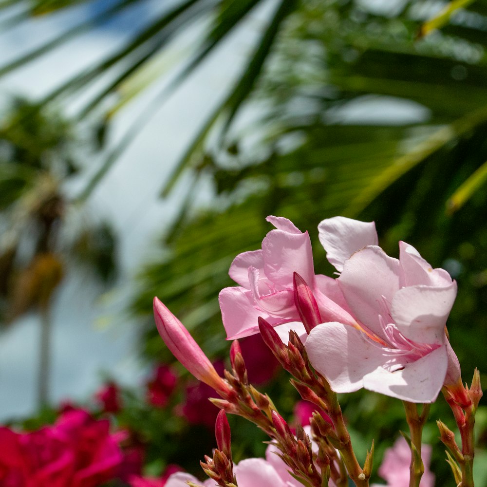 a close up of pink flowers with palm trees in the background