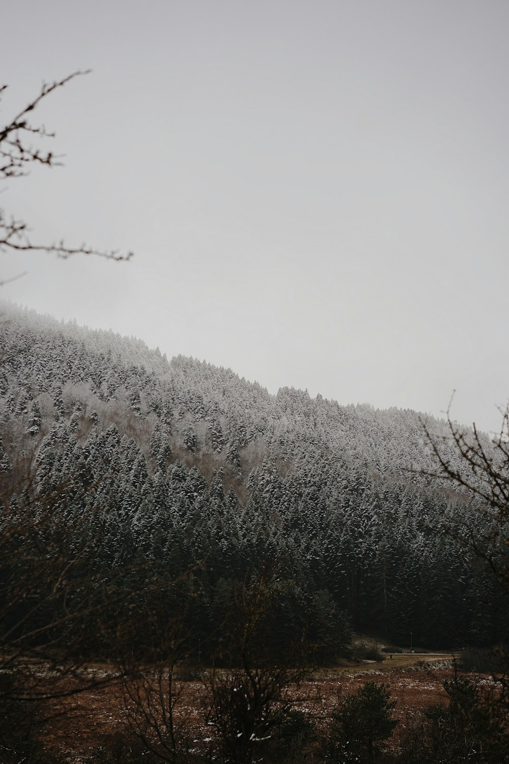 a mountain covered in snow next to a forest