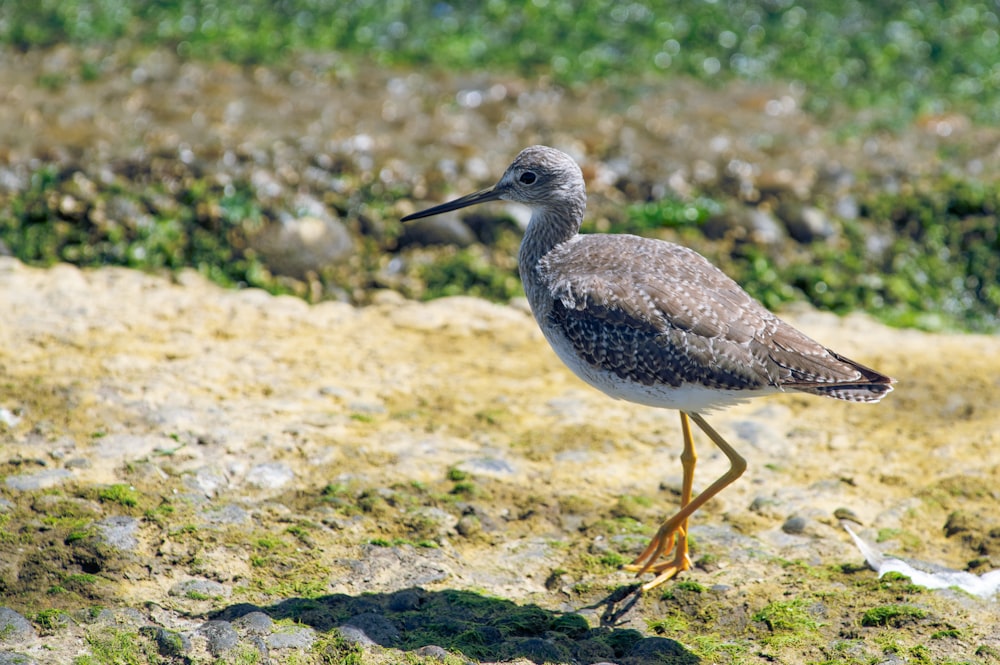 Ein Vogel steht auf dem Boden im Gras