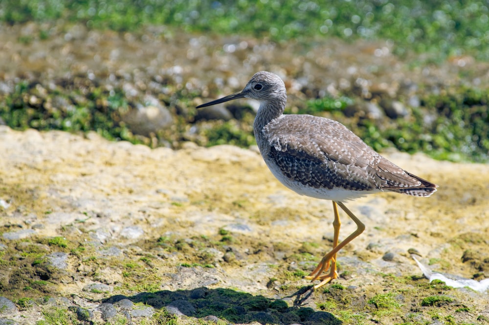 un uccello in piedi sul terreno nell'erba
