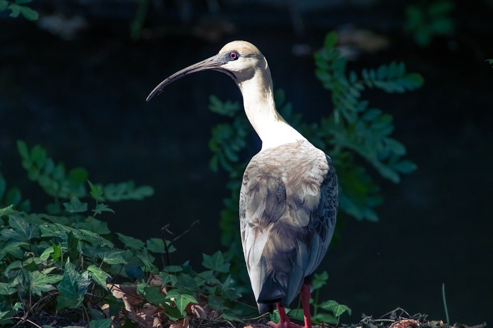 Ein großer Vogel steht auf einem Haufen Erde