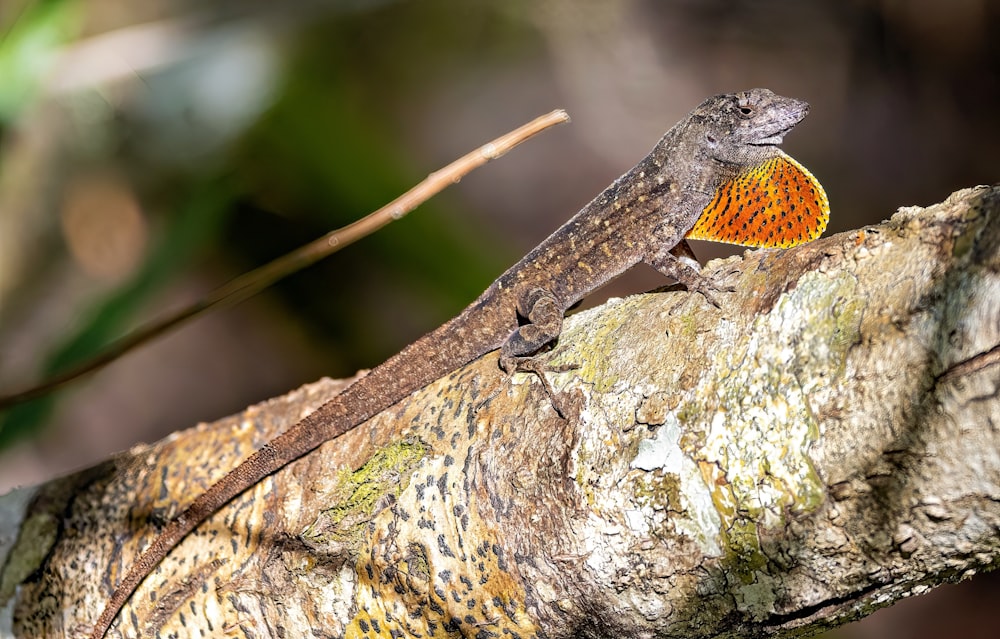 an orange and brown lizard sitting on a tree branch