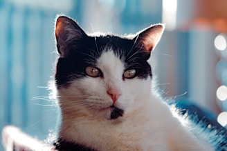 A playful black and white cat perched on a windowsill, sunlight casting soft shadows.
