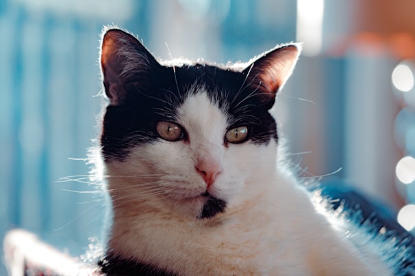 A playful black and white cat perched on a windowsill, sunlight casting soft shadows.