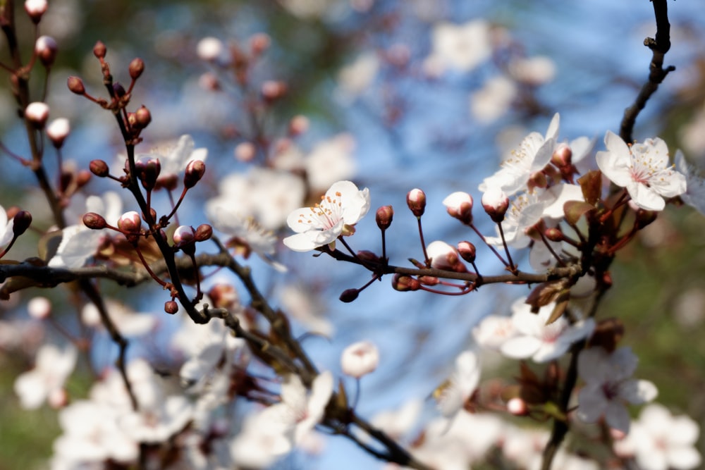 a close up of a tree with white flowers