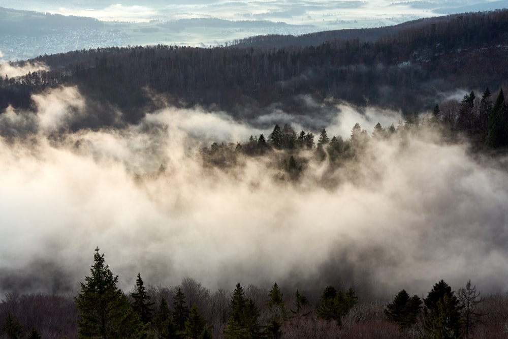 a view of a forest covered in fog