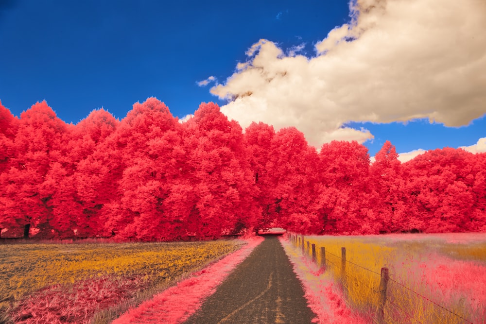 a car driving down a road surrounded by red trees