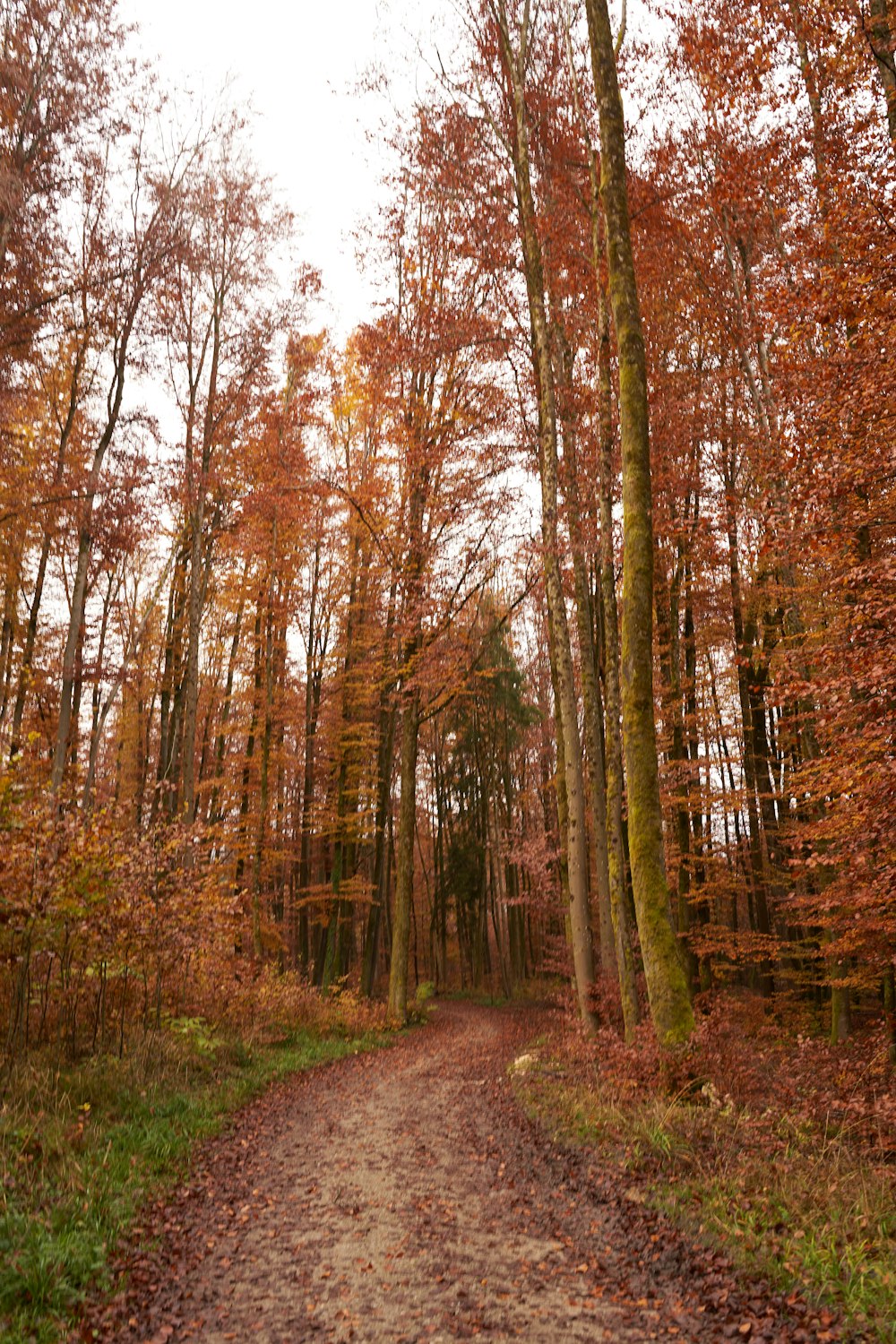 a dirt road in the middle of a forest