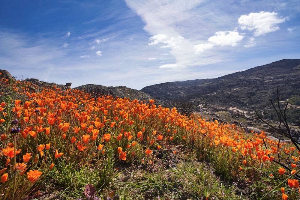 um campo de flores alaranjadas com montanhas no fundo